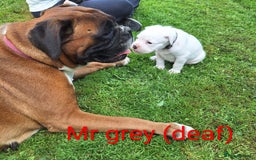 Boxer dogs for sale: Boxer puppies kennel club reg 5 star licence  - Image 18