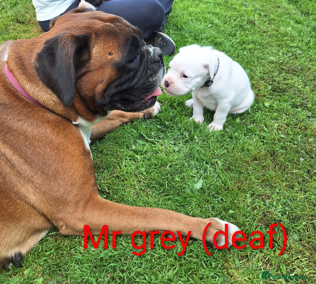 Boxer dogs for sale: Boxer puppies kennel club reg 5 star licence  - Image 18