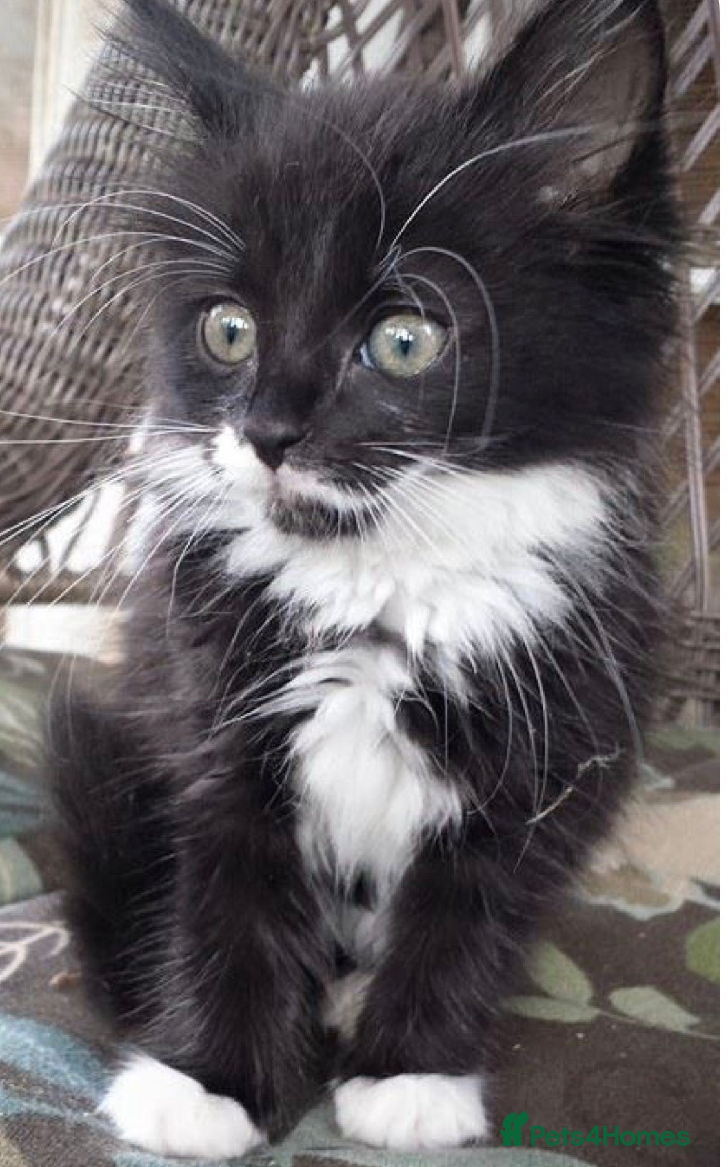 Mixed Breed cats  Cute ragdoll X kitten (8 weeks old ) - Advert 14