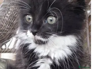 Mixed Breed cats Cute ragdoll X kitten (8 weeks old ) - Advert 14