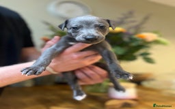 Whippet dogs for sale: 💙 Whippet Puppies – Beautiful Blue Litter 💙 - Image 10