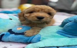 Cockapoo dogs for sale: Ready to go forever home one girl left  - Image 4