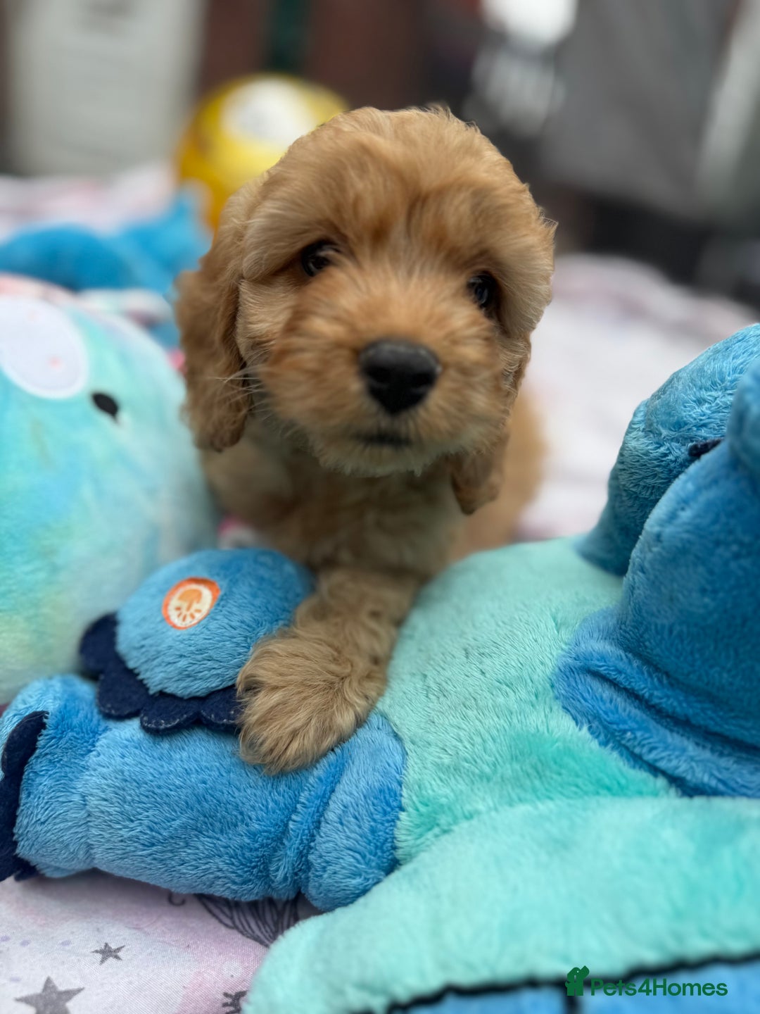 Cockapoo dogs for sale: Ready to go forever home one girl left  - Image 4