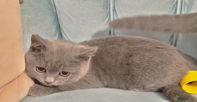 British Shorthair cats - Advert 4