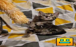 Bengal cats for sale: 💖🐱🐯Cute Half Bengel Kittens🐆🐈‍⬛💖 - Image 13