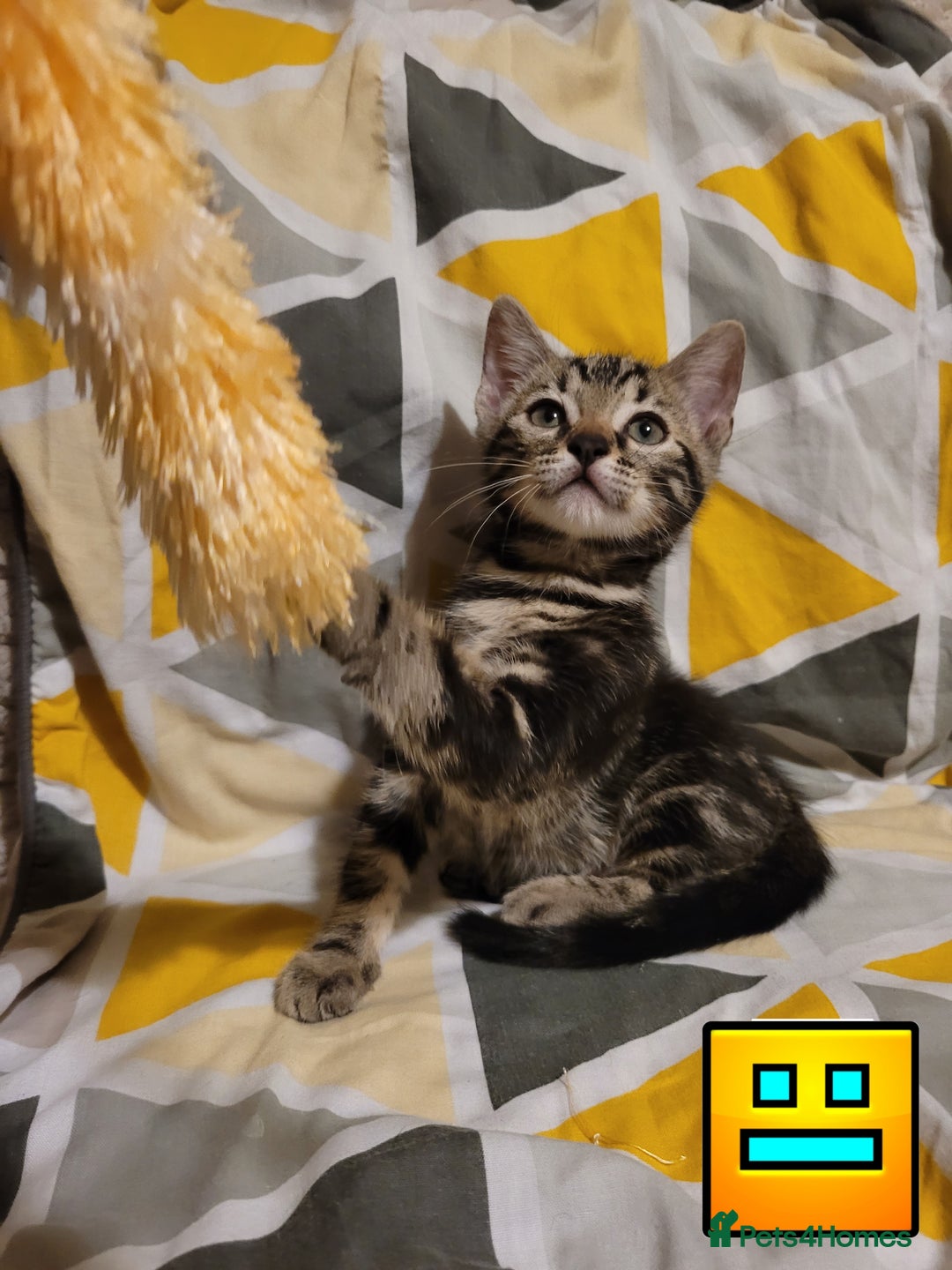 Bengal cats for sale: 💖🐱🐯Cute Half Bengel Kittens🐆🐈‍⬛💖 - Image 13