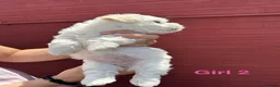 Bichon Frise dogs for sale:     🐶 6 Adorable Puppies Looking for a Home - Advert 27