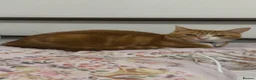 Mixed Breed cats for sale: Marla  - Advert 6