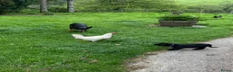 Mixed Breed dogs for sale: Australian Kelpie x Collie Pups in Llangadog - Advert 26