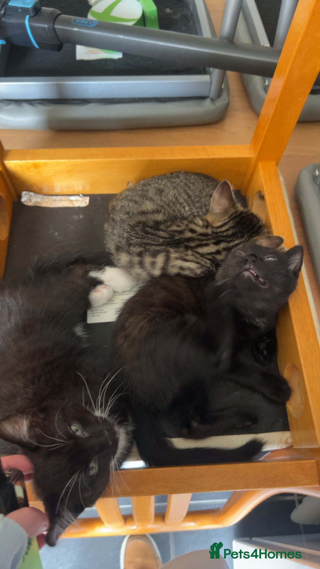 Mixed Breed cats for sale: 3 kittens for sale  - Image 1