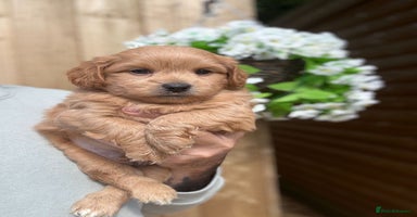 Shihpoo dogs - Advert 1
