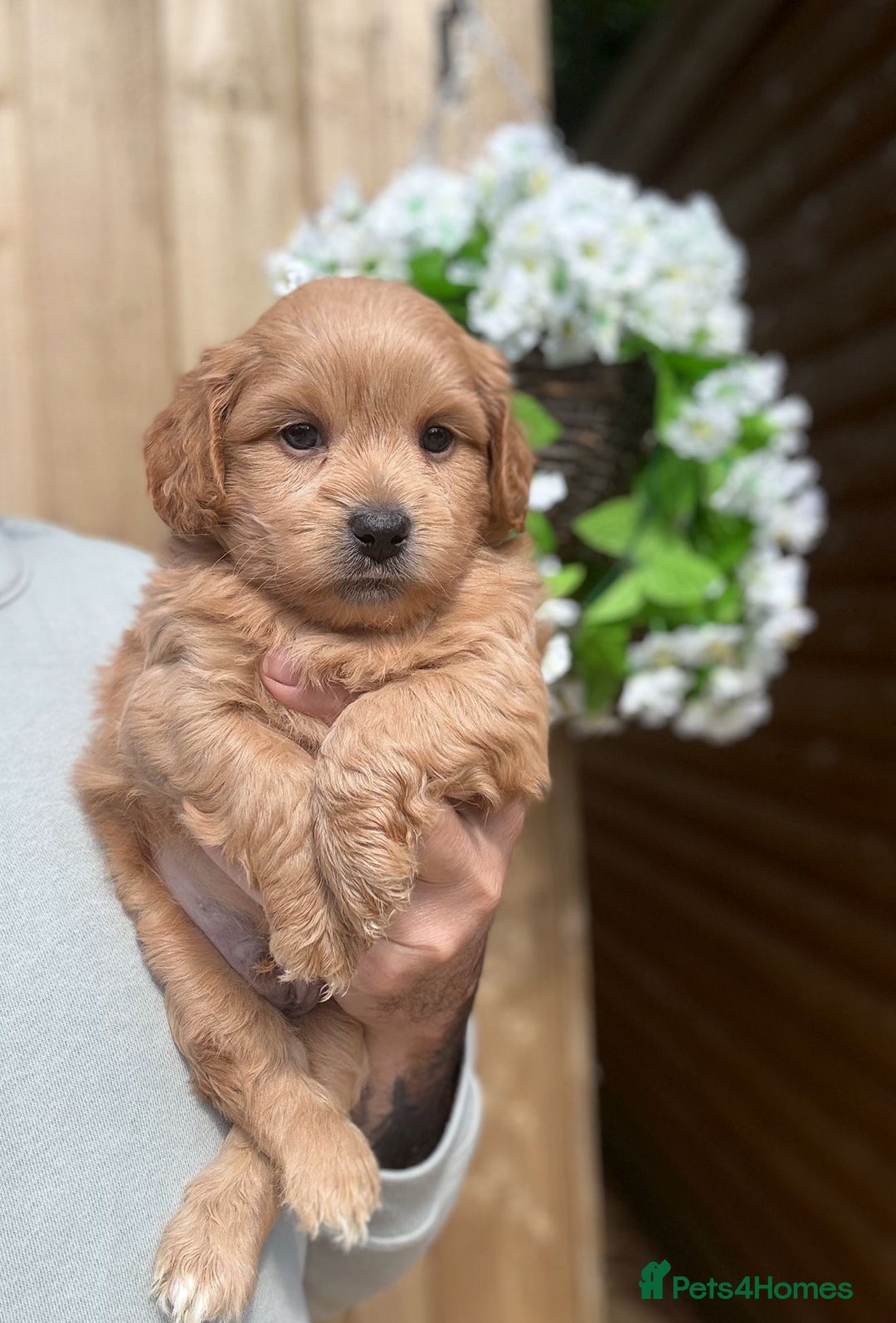 Shihpoo dogs for sale: 🩷 Gorgeous F1 Shih Poo Puppies 💙 - Image 3