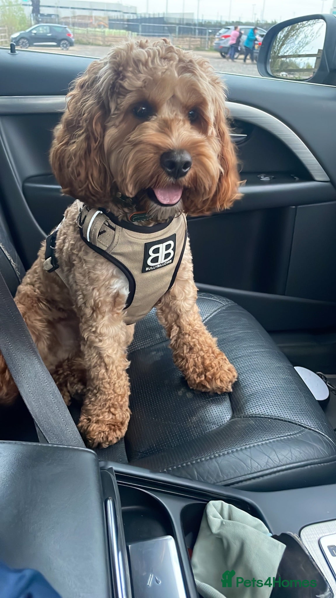 Cockapoo dogs Cocapoo 2years available for stud - Advert 1