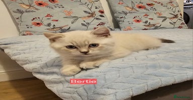 British Shorthair cats - Advert 7