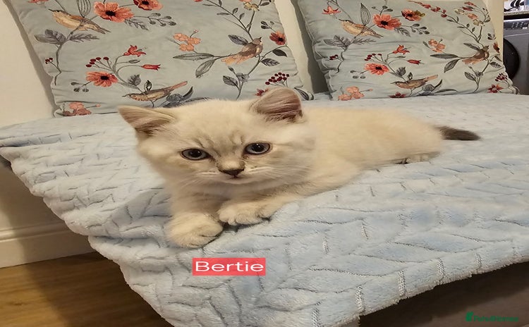 British Shorthair cats - Advert 11