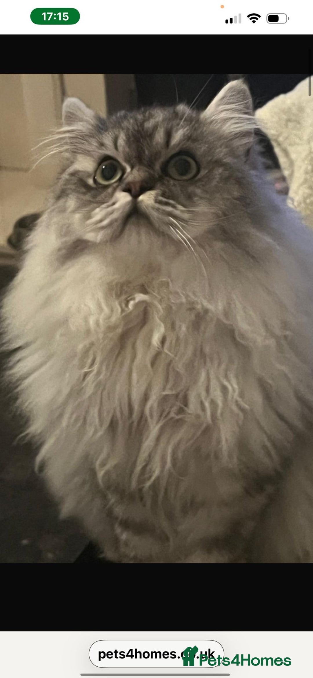 Exotic cats for sale: Beautiful exotic Persian babies - Advert 16