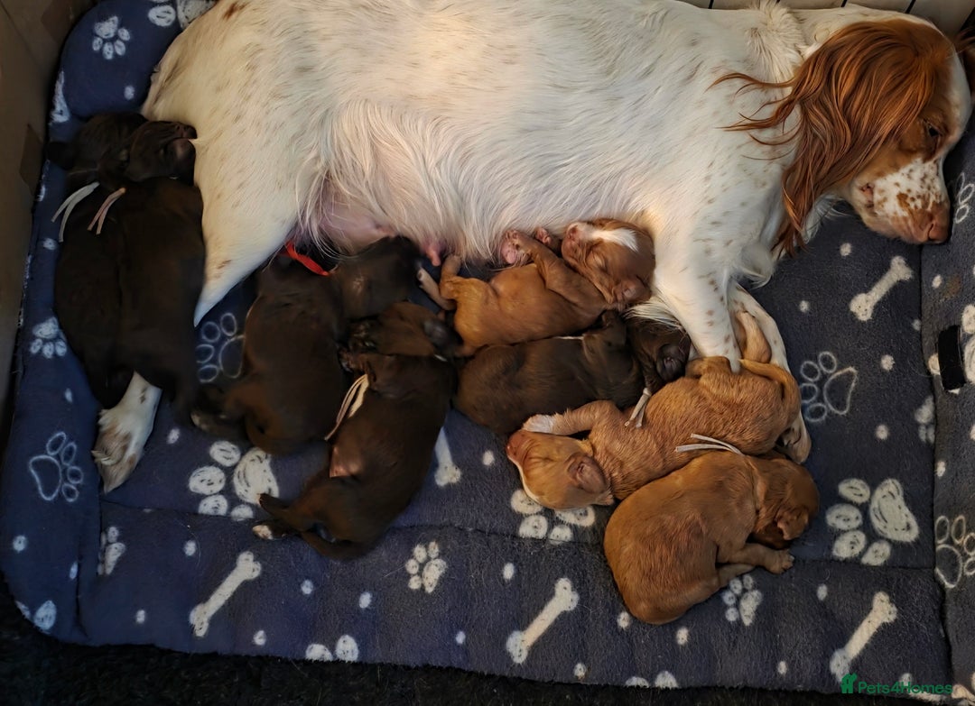 Cocker Spaniel dogs for sale: Beautiful Spaniel pups! - Advert 4