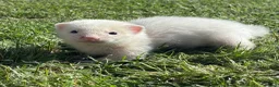 Ferret rodents for sale: Gorgeous chunky baby ferrets  - Advert 8
