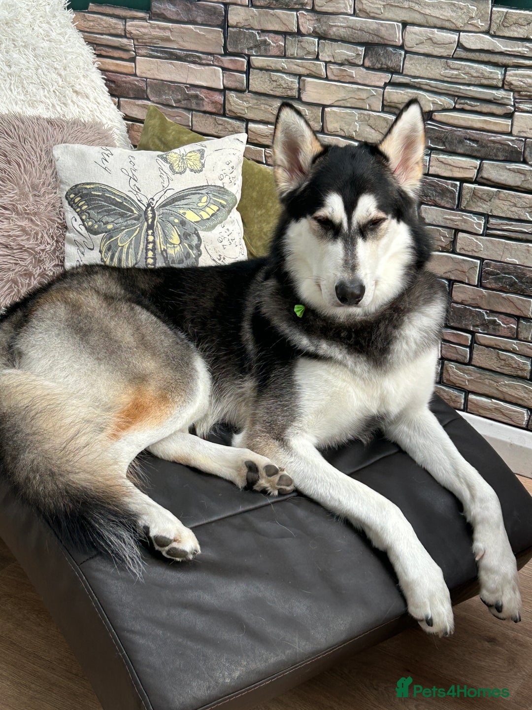 Utonagan dogs for sale: Gorgeous Husky/Malmute looking for new family - Advert 2