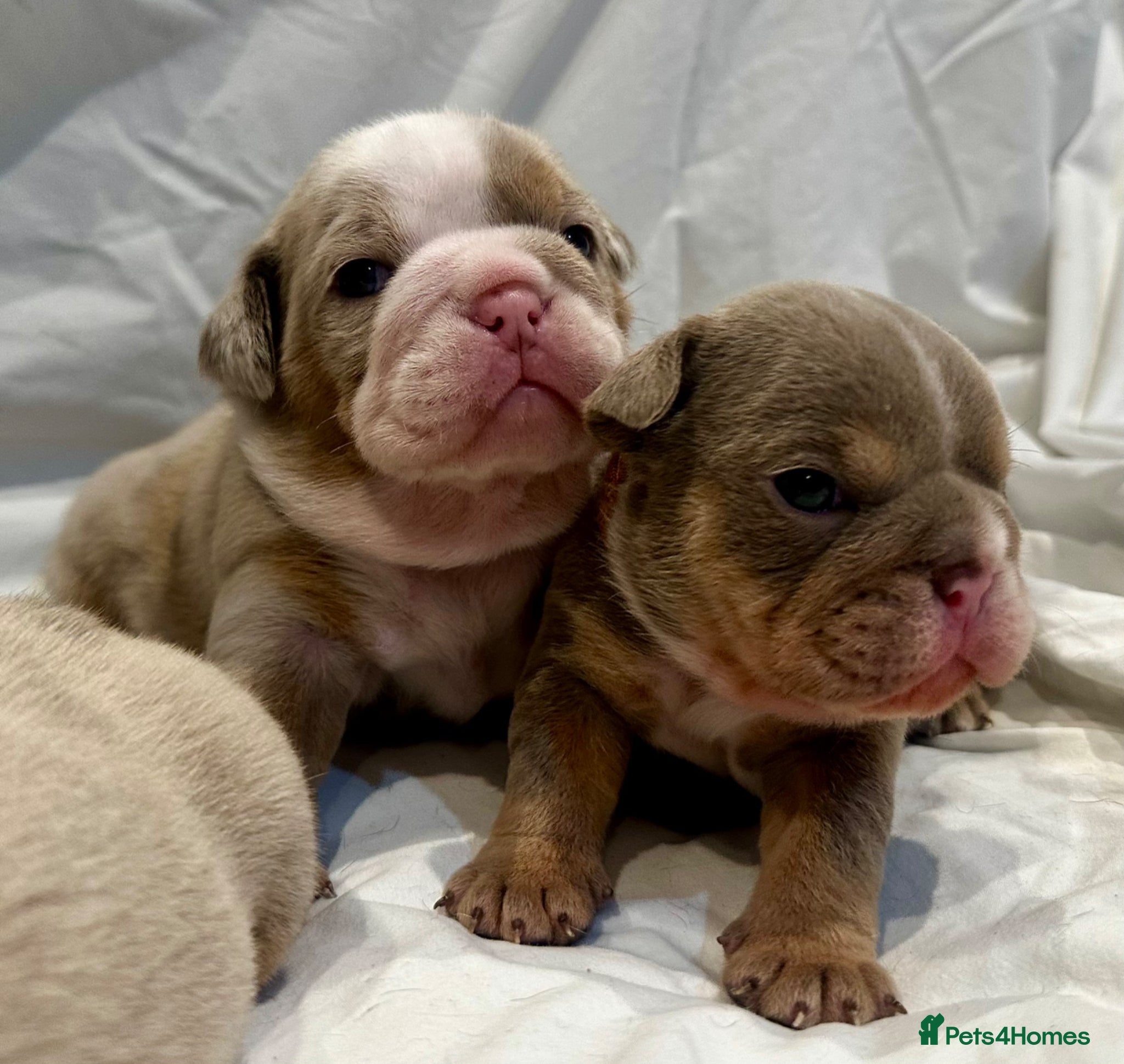 English Bulldog dogs BEAUTIFUL LILAC TRI + LILAC TRI MEARL BULLDOGS - Advert 9