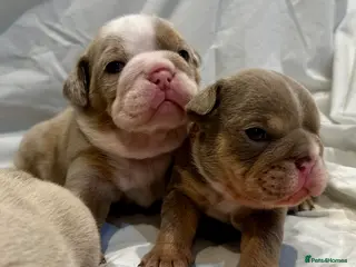 English Bulldog dogs BEAUTIFUL LILAC TRI + LILAC TRI MEARL BULLDOGS - Advert 9