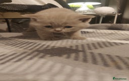 British Shorthair cats for sale: STUNNING 4 MALES BSH KITTENS 900£ - Image 2