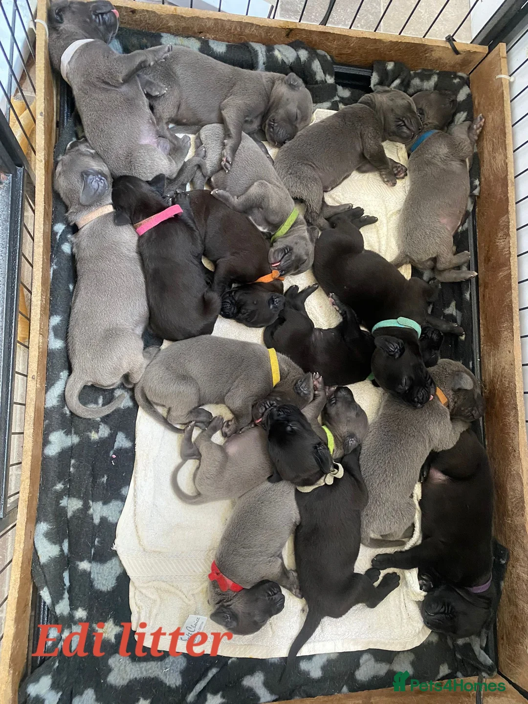 Great Dane dogs for stud: fully health tested proven outstanding solid blue in Thetford - Advert 29