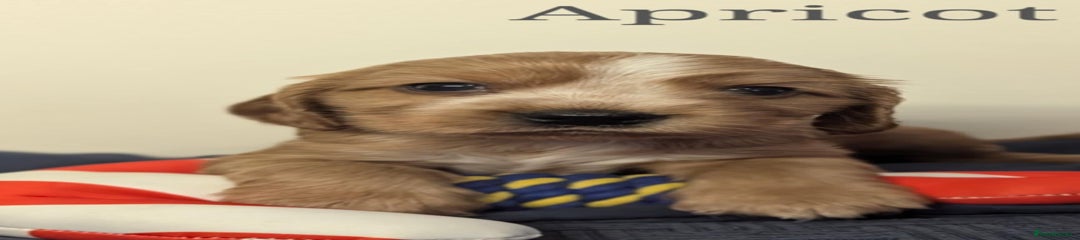 Apricot