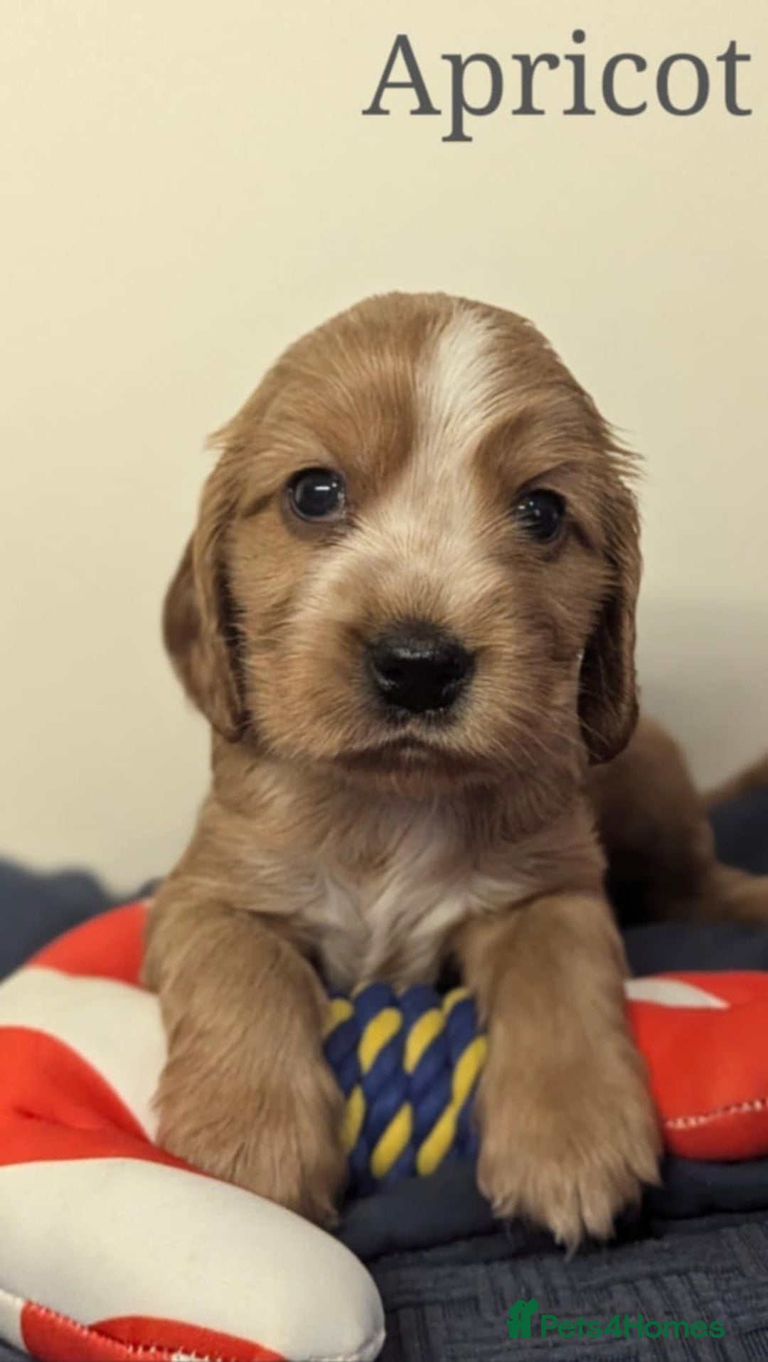 Cocker Spaniel dogs for sale: Show cockers - Image 28