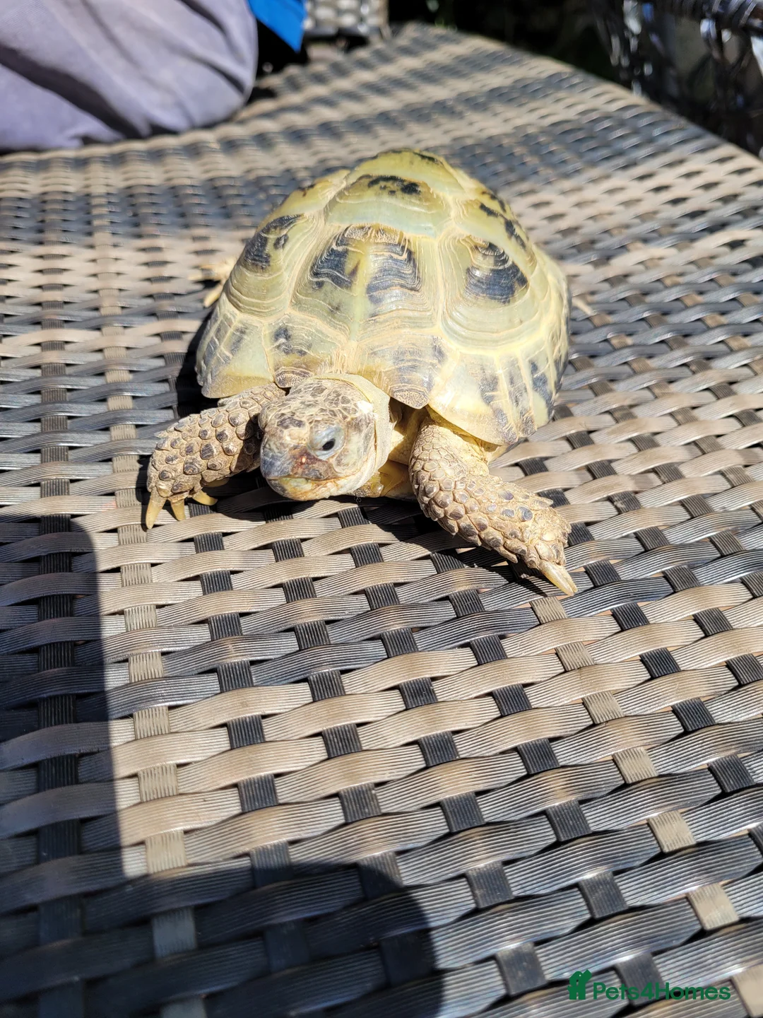 Tortoise reptiles for sale: Male Horsefield tortoise. 5 years old in Teignmouth - Advert 3
