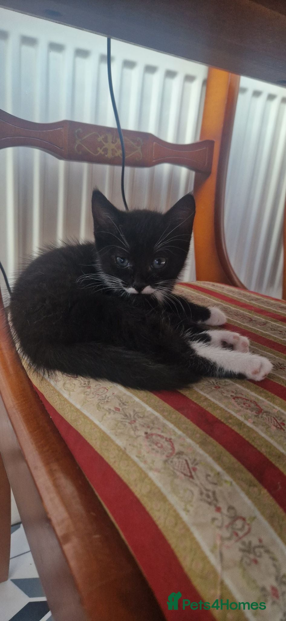 Mixed Breed cats 3 little kittens( 1 ginger boy+2 girls) - Advert 2