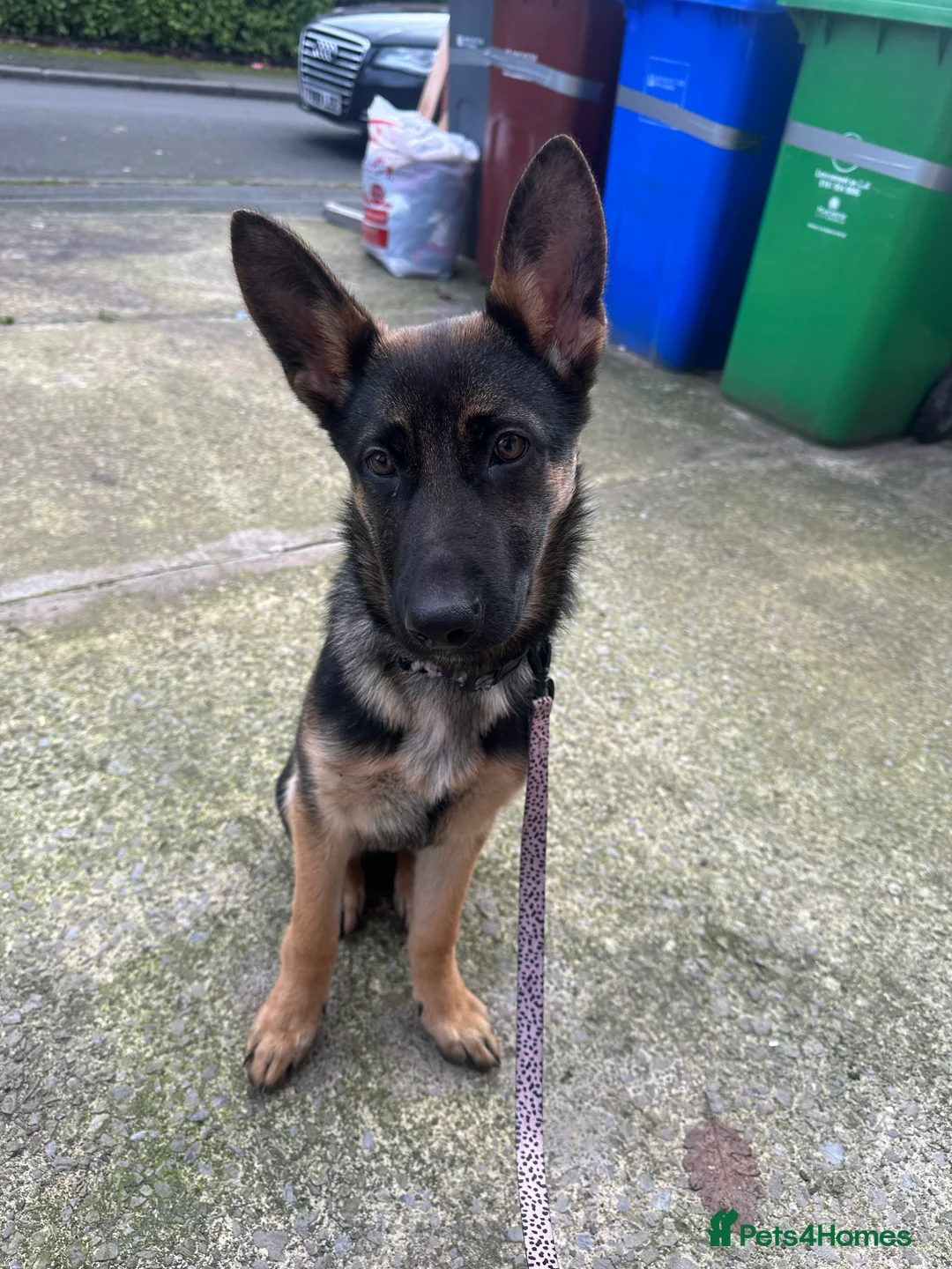 German Shepherd dogs for sale: Luna german shepherd  - Advert 1