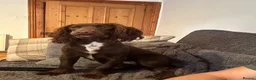 Cocker Spaniel dogs for sale: 7 working cocker spaniel pups - Advert 1