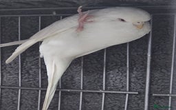Budgerigars birds for sale: Budgies for sale - Image 3