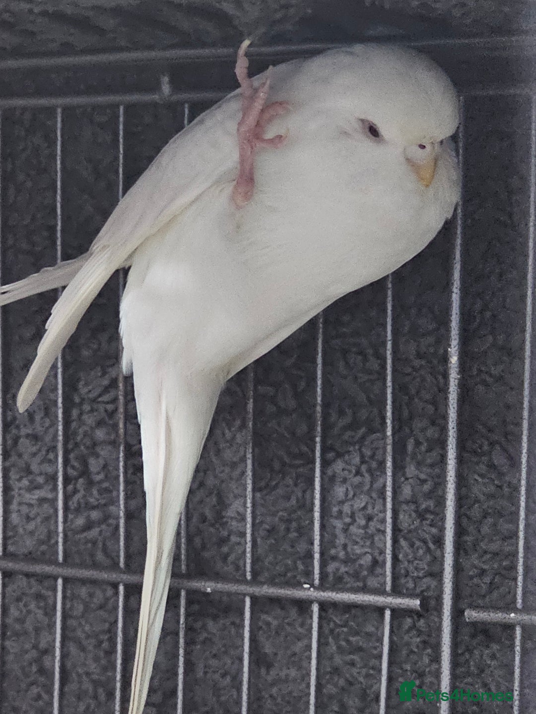 Budgerigars birds for sale: Budgies for sale - Image 3