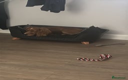 Cocker Spaniel dogs for sale: Working cocker spaniel  - Advert 4