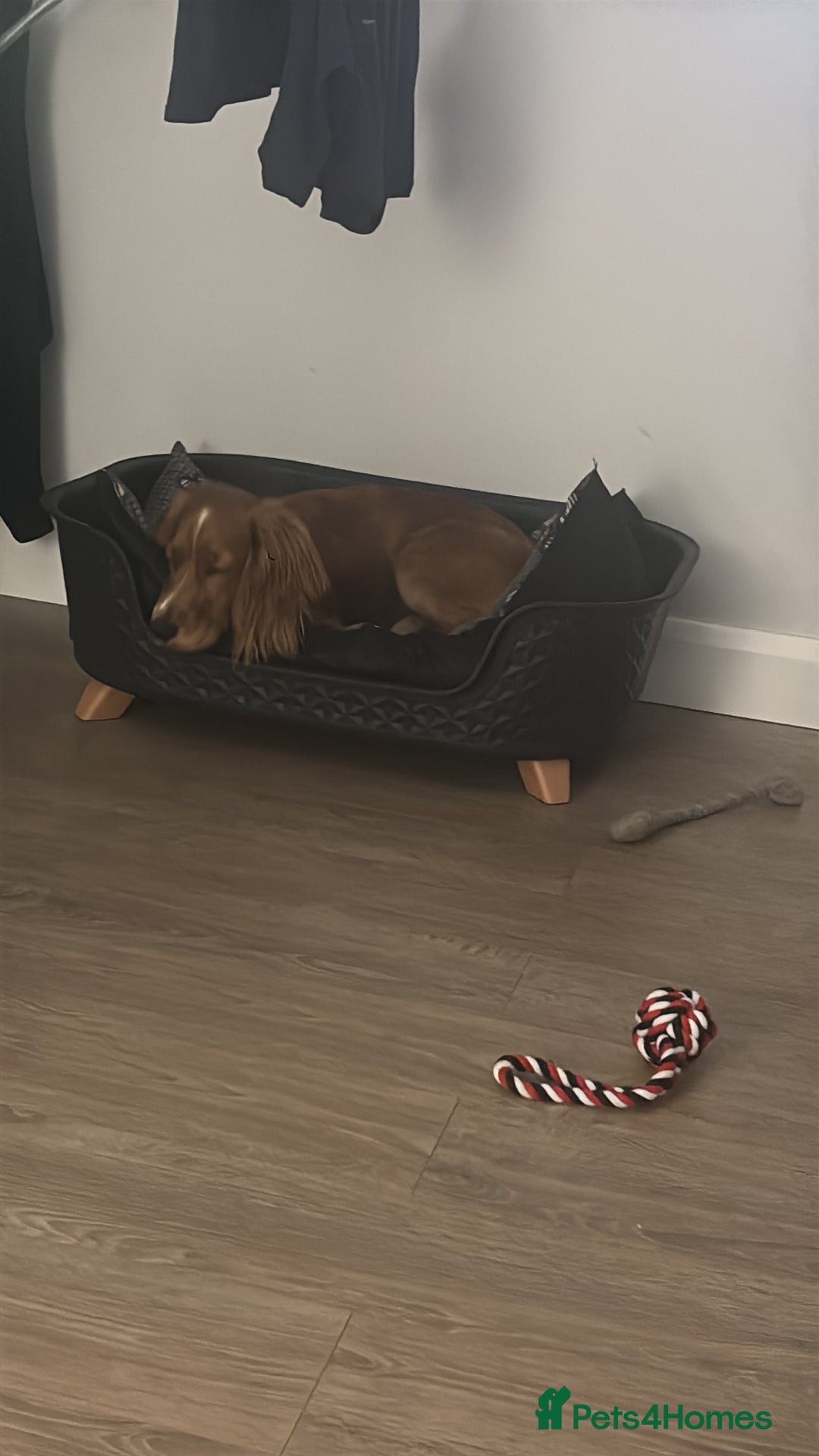 Cocker Spaniel dogs for sale: Working cocker spaniel  - Advert 4