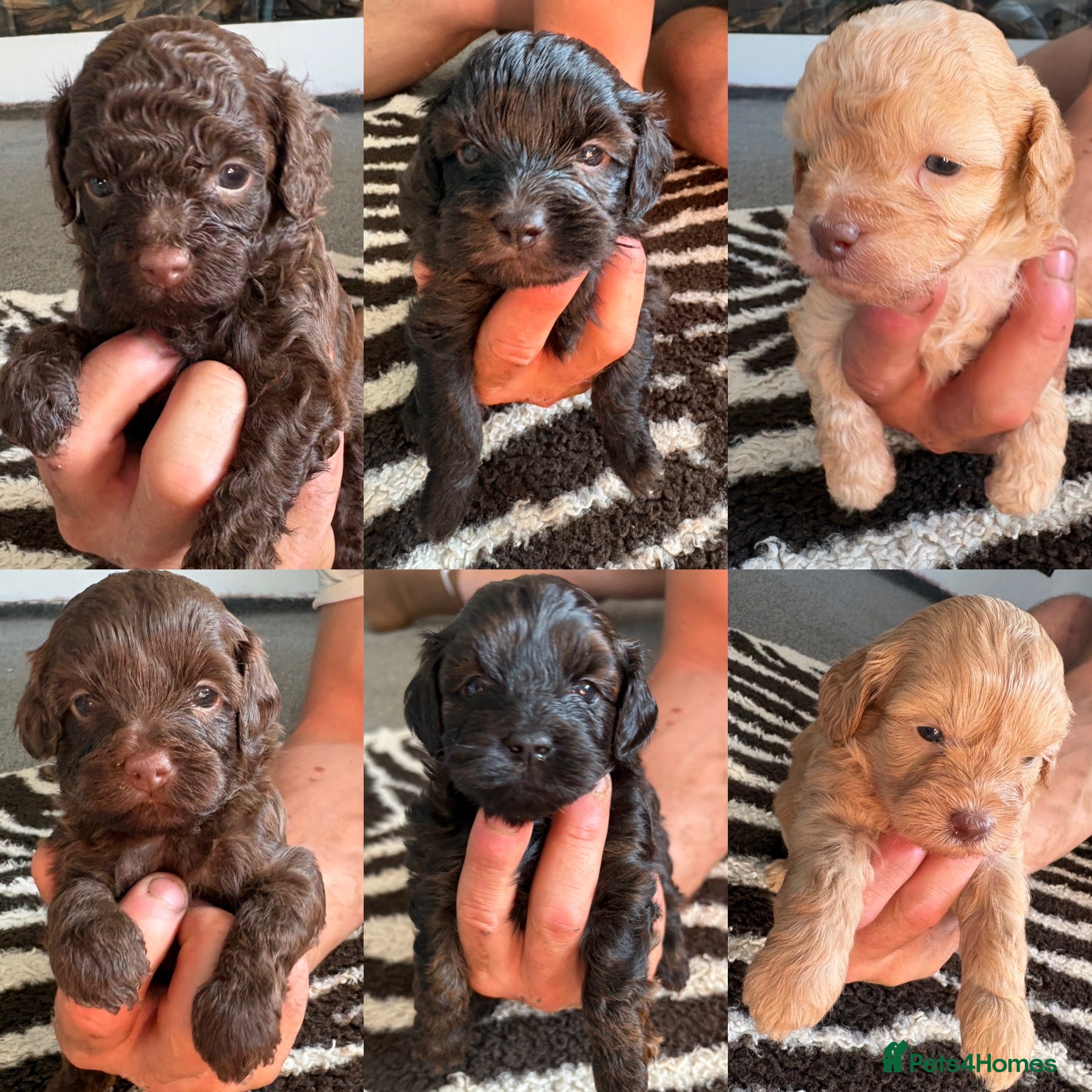 Shihpoo dogs Adorable F1B Shihpoo puppies ready 9/8/26 🧸🤎🐾 - Advert 1