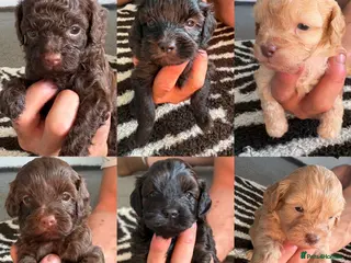 Shihpoo dogs Adorable F1B Shihpoo puppies ready 9/8/26 🧸🤎🐾 - Advert 1