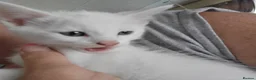 Turkish Angora cats for sale: 2 babies looking for their forever homes  - Advert 3