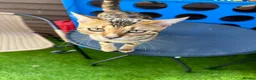 Bengal cats for sale: Bengal cats  in Slough - Advert 7