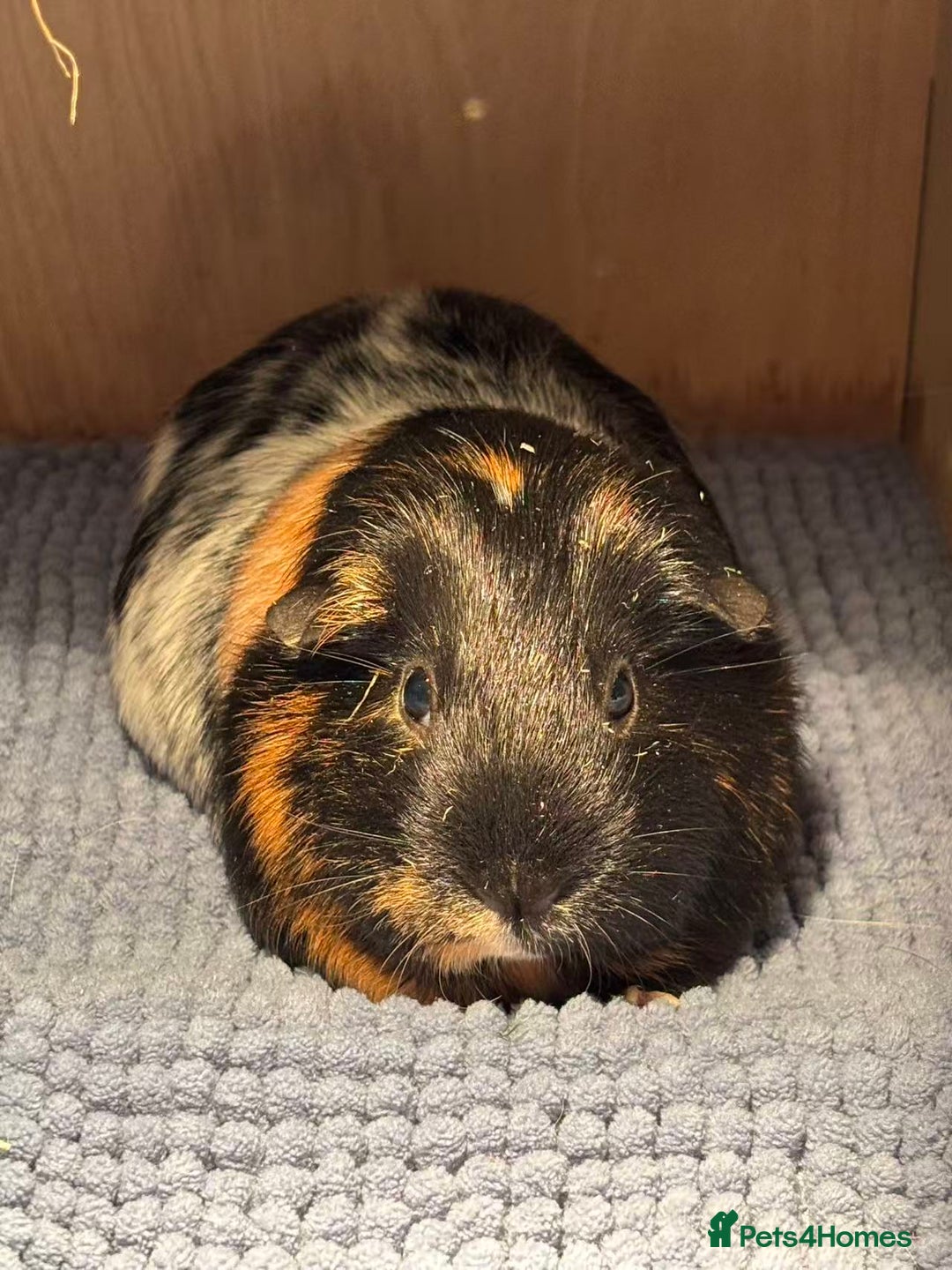 Guinea Pig rodents for sale: (Reserved) 2 Female Guinea Pigs for sale - Image 5