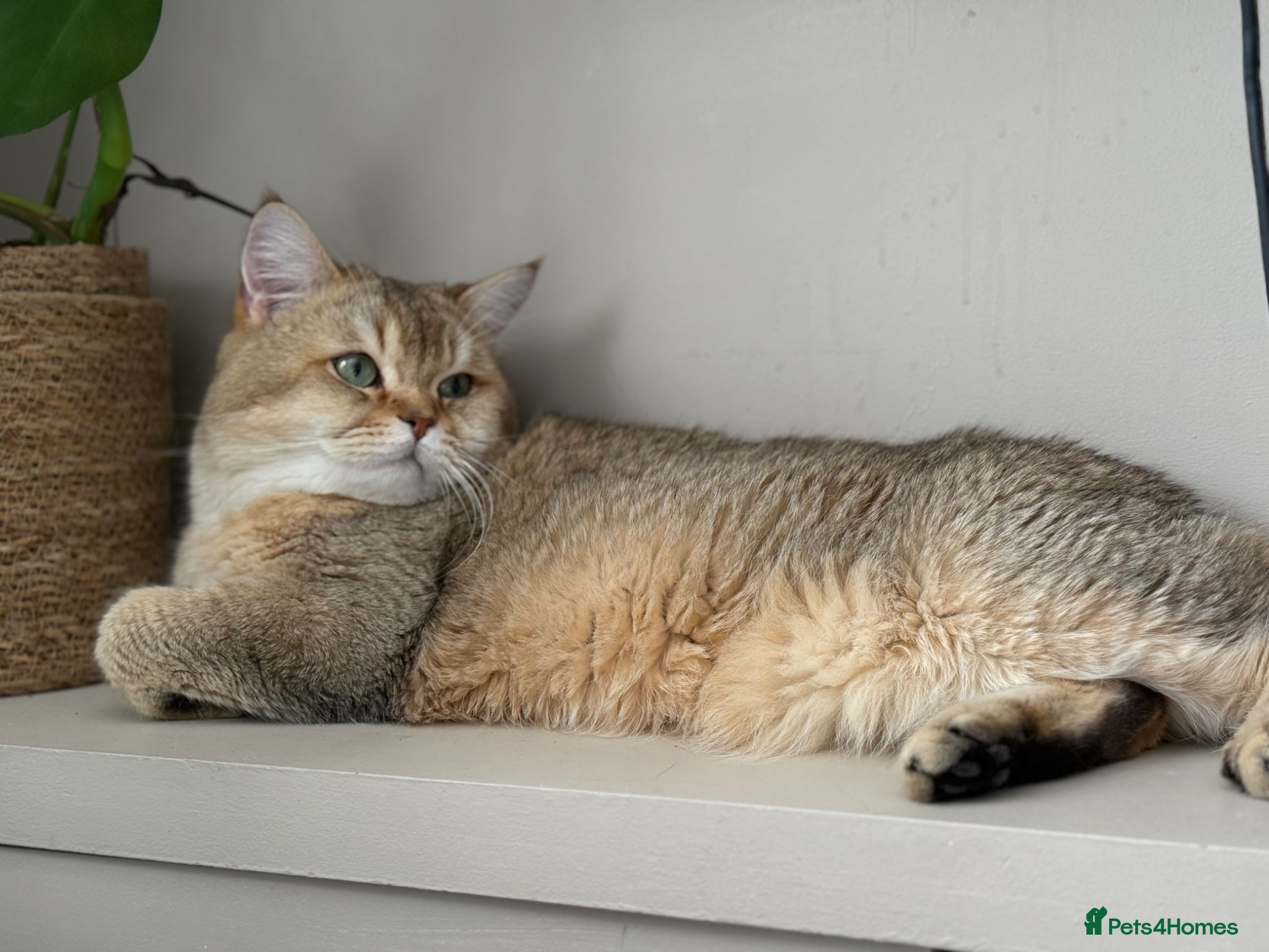 British Shorthair cats for sale: GCCF Silver shaded and gold British shorthair  - Advert 8