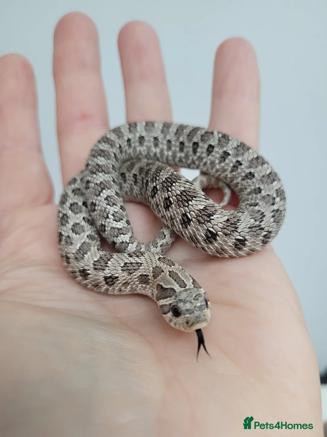 Snake reptiles for sale:  Western hognose snakes ready for homes from £120 - Advert 2