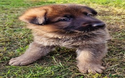 German Shepherd dogs for sale: KC reg German Shepherd Puppies - Family dogs - Image 4