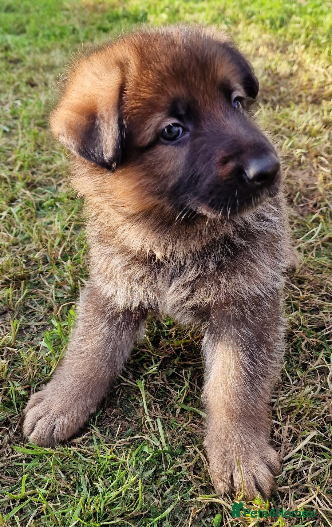 German Shepherd dogs for sale: KC reg German Shepherd Puppies - Family dogs - Image 4
