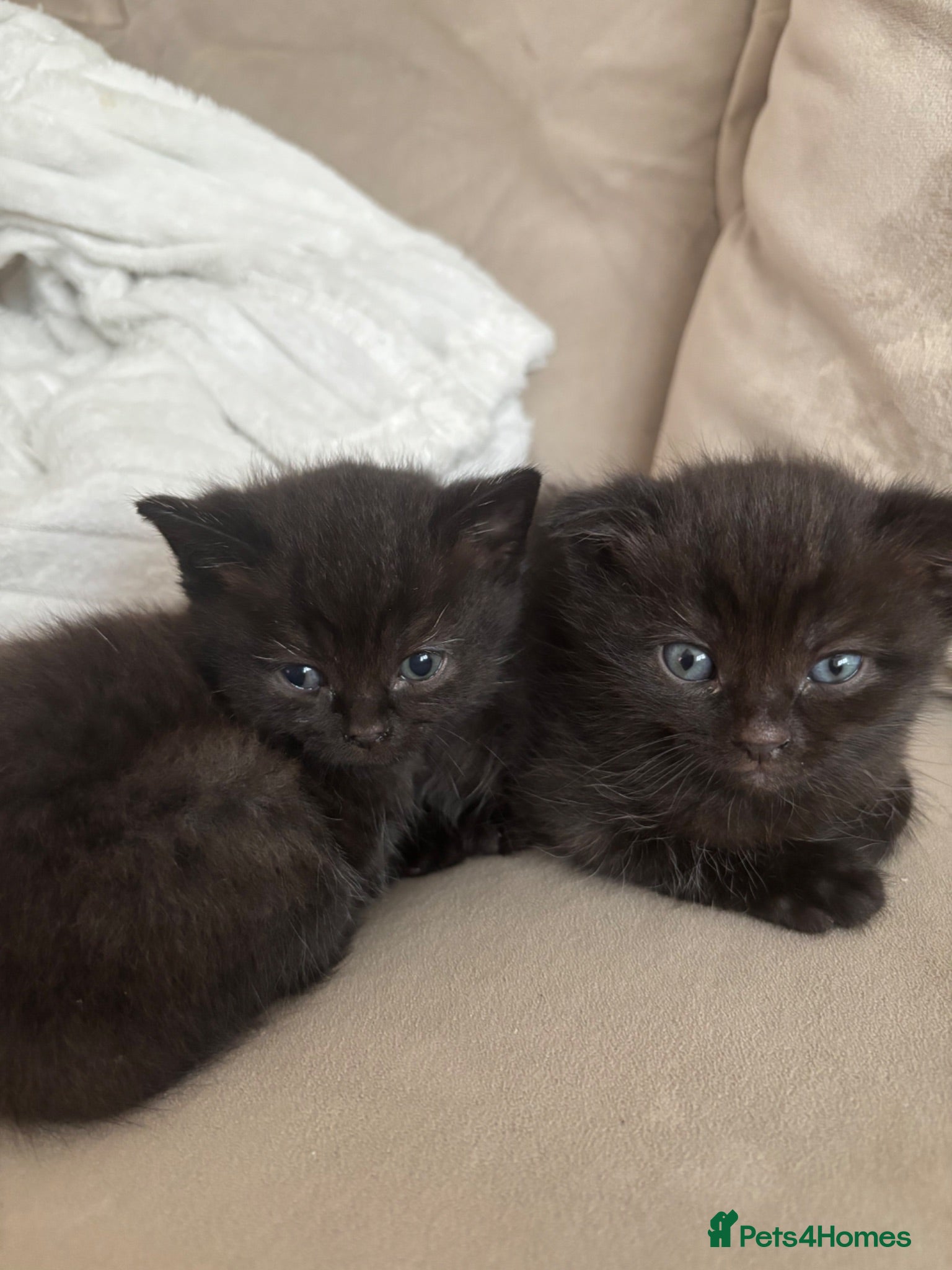 Ragdoll cats Scottish fold/Ragdoll kittens - Advert 2