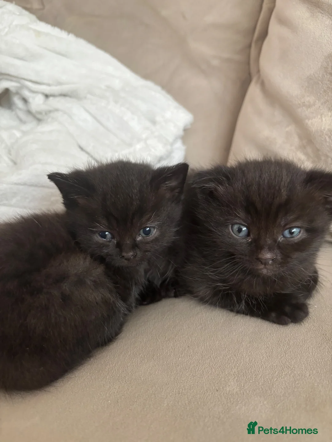 Ragdoll cats for sale: Scottish fold/Ragdoll kittens - Advert 2
