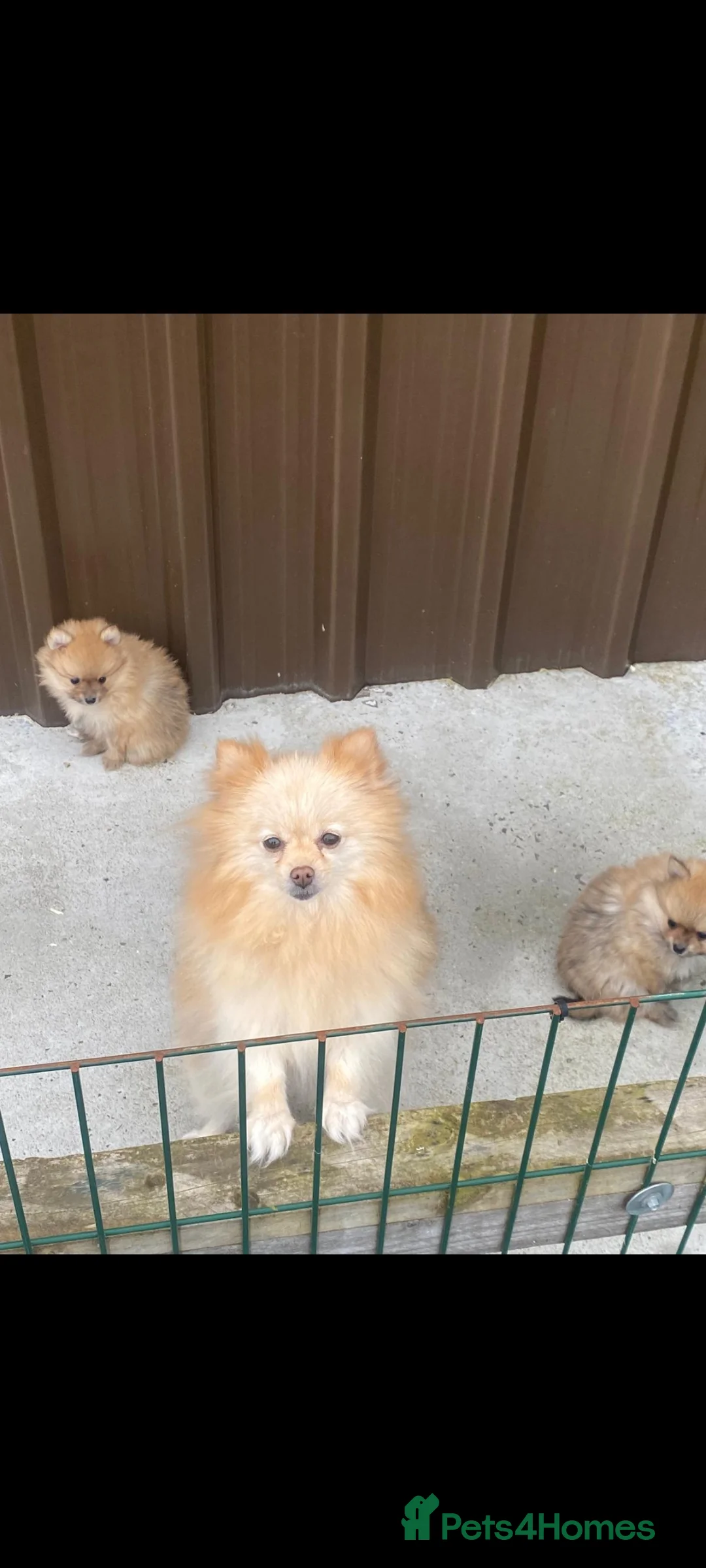 Pomeranian dogs for sale: Gorgeous pomeranian pups! in Lanark - Advert 2