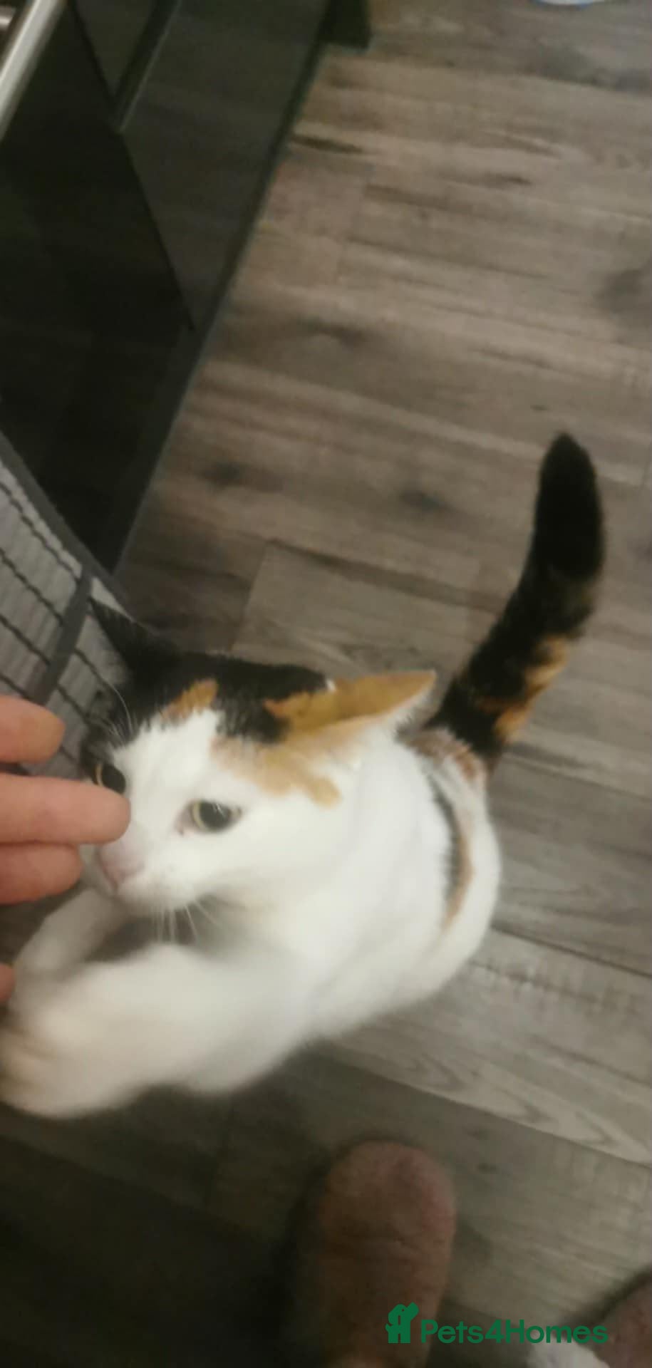 Mixed Breed cats 💔🐾 Looking for a Loving Forever Home  - Advert 5